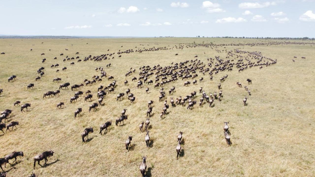 Africa Safari Serengeti Ikoma المظهر الخارجي الصورة