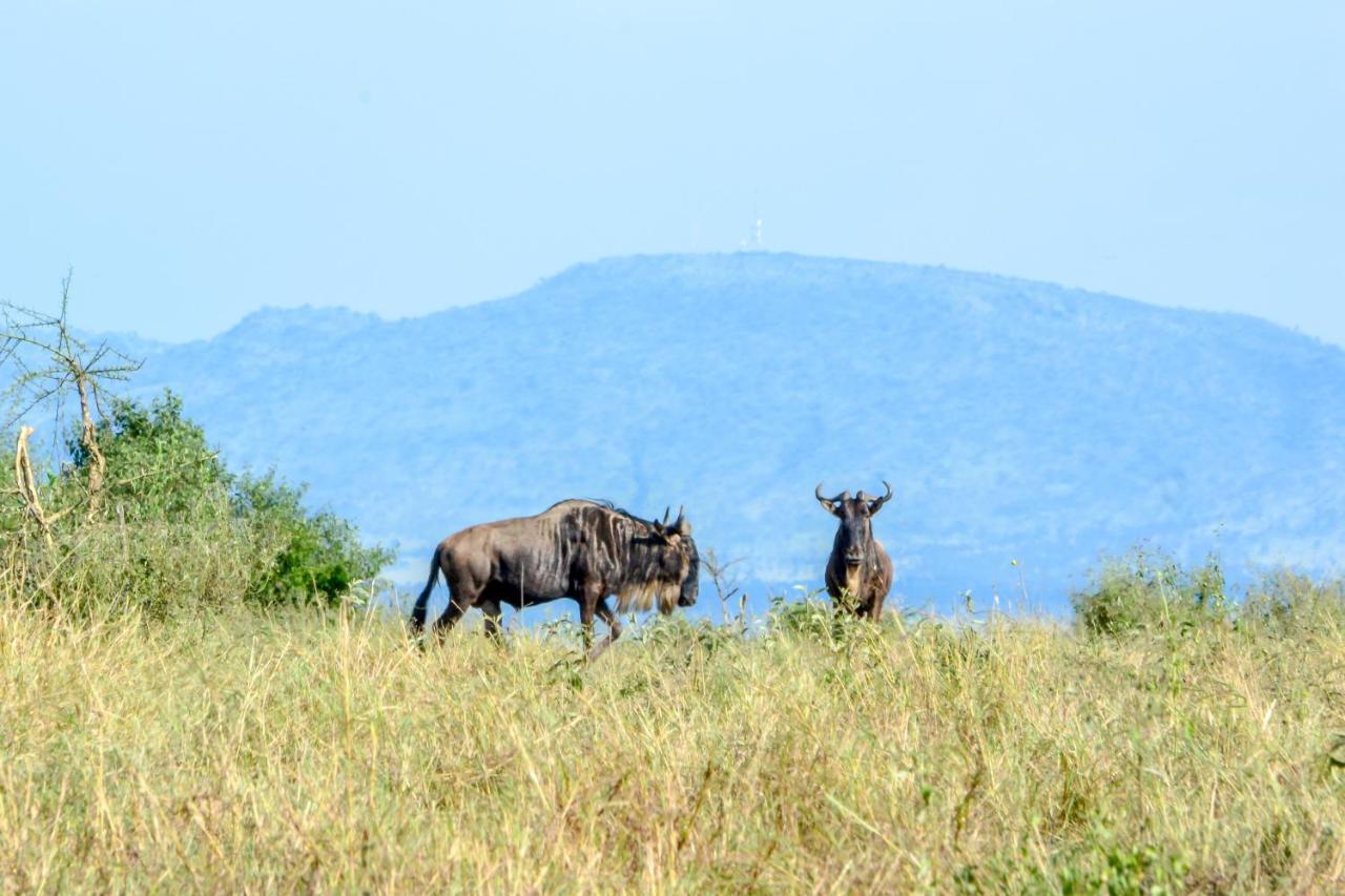 Africa Safari Serengeti Ikoma المظهر الخارجي الصورة