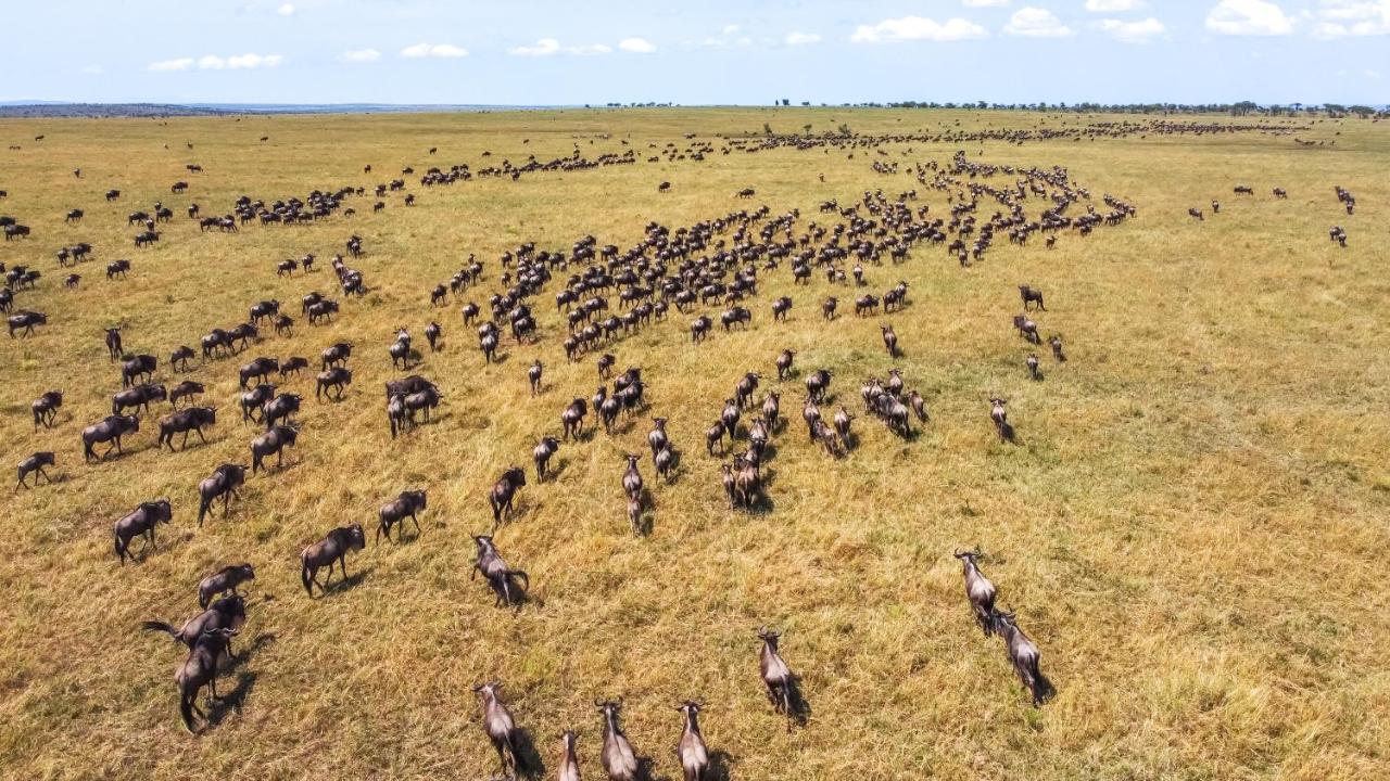 Africa Safari Serengeti Ikoma المظهر الخارجي الصورة