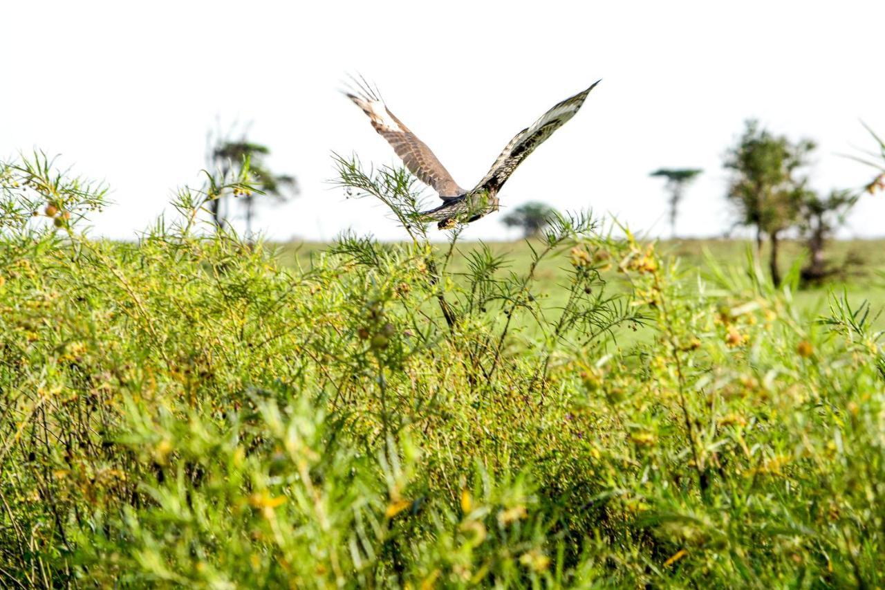 Africa Safari Serengeti Ikoma المظهر الخارجي الصورة