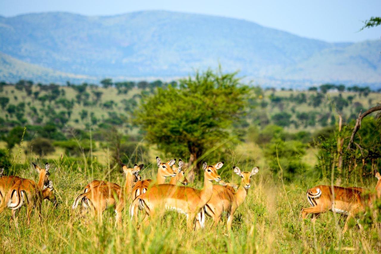 Africa Safari Serengeti Ikoma المظهر الخارجي الصورة